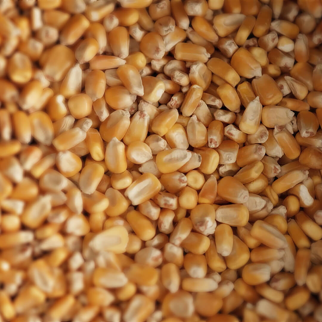 Video of the main bourbon ingredients: corn, rye and malt.